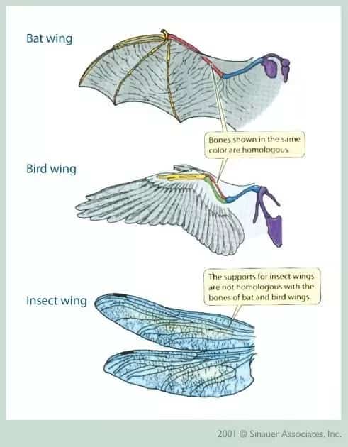 images showing the anatomy of bat, bird, and dragonfly insect wings