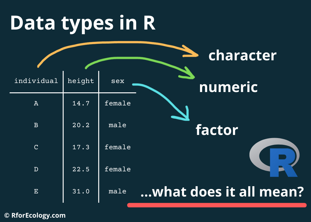 Image of a data table with individuals, their heights, and their sex listed, with arrows pointing to their respective data types which are character, numeric, and factor. The title says 'Data types in R...what does it all mean?'