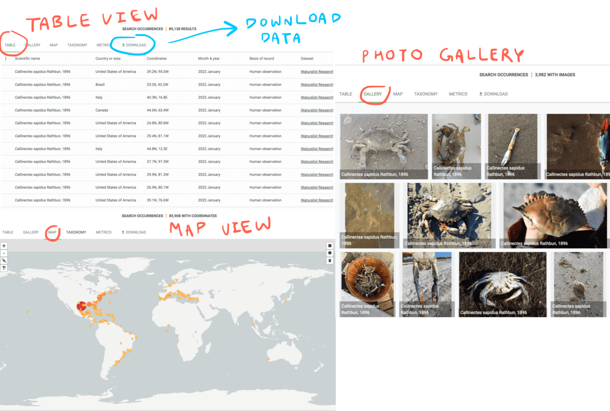 Image showing the table and map views for the occurrence data, as well as the photo gallery. An arrow also indicates where the download button is located.