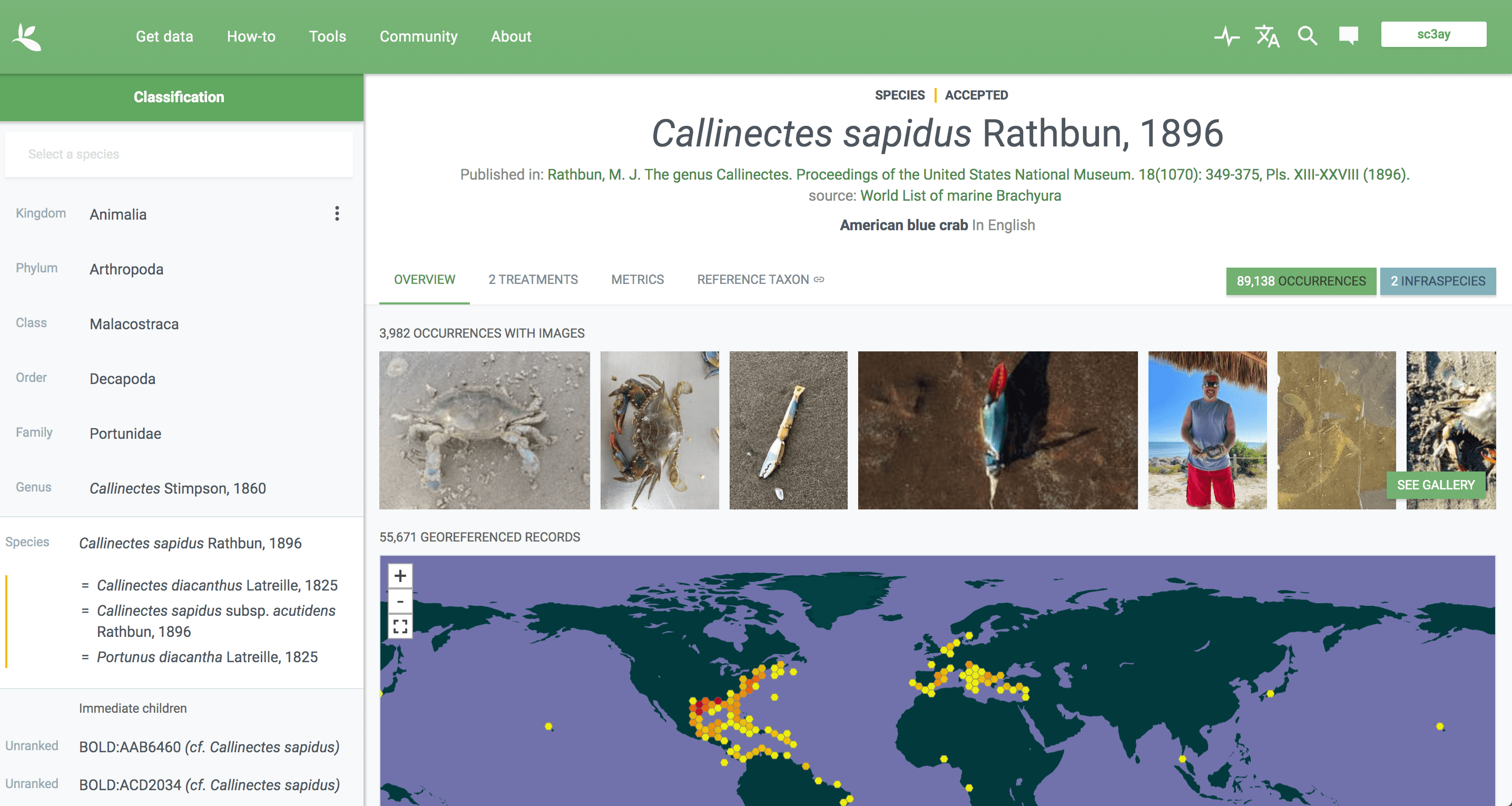 Image of the “Species” information page. The pane on the left shows taxonomic info at each level of taxonomy. The right side says “Callinectes sapidus Rathbun, 1896”. You can see that there are 3982 occurrences with images associated with them, and there are 55671 georeferenced occurrences shown on a map.