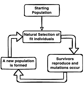 Flowchart showing the process of evolution by natural selection. Going from natural selection of fit individuals, to the survivors reproducing and mutations occuring, and then the new population is formed and finally arrow goes back to natural selection of fit individuals and cycle restarts.
